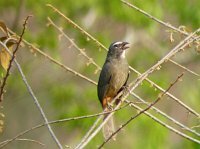 Grayish Saltator